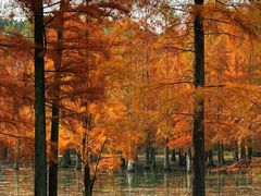 -白鹭湾湿地公园