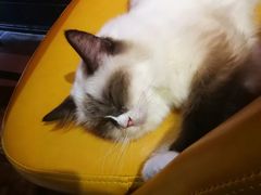 -猫色咖啡·猫咖