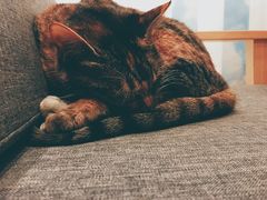 -猫的天空之城概念书店(杭州南宋御街店)