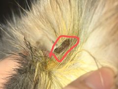 -瑞派福兴宠物医院犬猫全科·骨科·中西医结合(河东店)