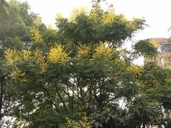 -新湖明珠城