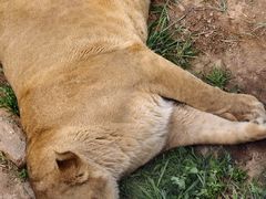 -青藏高原野生动物园