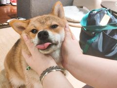 -逗柴咖啡屋·狗咖猫咖宠物桌游