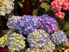 -双季花艺园艺市场(浦东店)