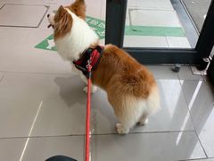 -爱侣宠医·鹦鹉专科·小型哺乳类·异宠专科(灵石路店)