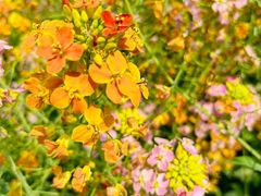 -中国天府农业博览园