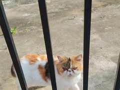 -猫岛主趣味餐厅(鼓浪屿店)