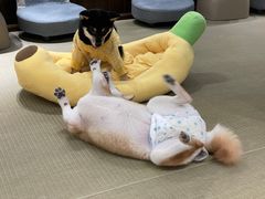 -逗柴咖啡屋·狗咖猫咖宠物桌游
