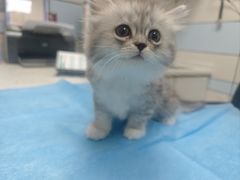 -中农国际动物医院24小时·猫科·骨科·急重症中心