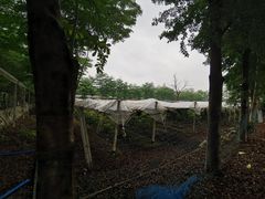 -新塘水果乐园(东洲大道店)