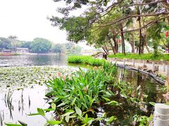 -荔湾湖公园