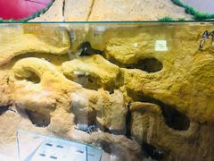 -上海昆虫博物馆