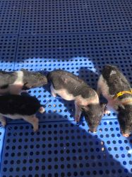 -萌宠亲子动物乐园(槐房万达店)