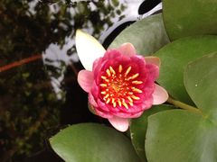 -皇家美孚(麦岛店)