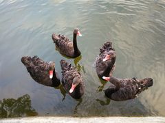 景观位-茵特拉根酒店·西餐厅