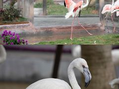 -灵玲国际马戏城