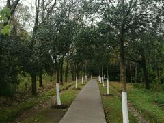 -昆山城市生态森林公园