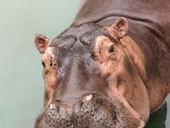 -灵玲国际马戏城