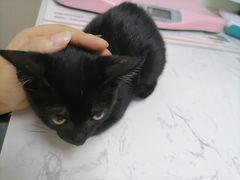 -格蕾宠物医院24H·猫科·肿瘤科·骨科中心(福州总院)