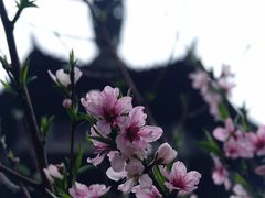 -阿育王寺