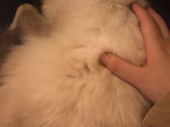 -猫色咖啡·猫咖