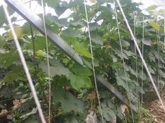 -庞各庄翠芳园西瓜蔬菜基地采摘园