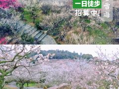 -香雪海