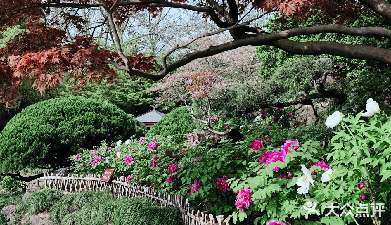 唯有牡丹真国色，打卡这个宝藏园子