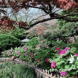 唯有牡丹真国色，打卡这个宝藏园子