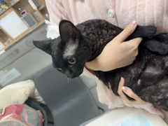 -瑞派宠物医院·24h·骨外科·皮肤科·全科宠物医疗转诊中心(沈阳浑南院)