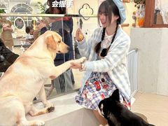 -共舞时光猫咖·狗咖(新街口店)