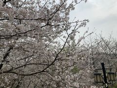-苏州上方山国家森林公园