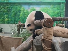 -灵玲国际马戏城