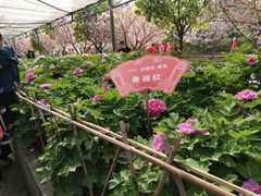 -神州牡丹园
