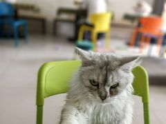 -平行世界·猫咖(首经贸店)