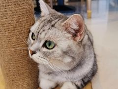 -平行世界·猫咖(首经贸店)
