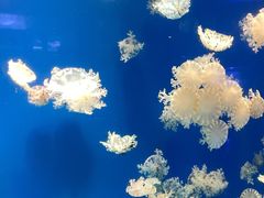 -海合安武汉极地海洋公园