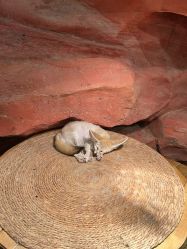 -Zoolung Zoolung动物主题公园(海信广场店)