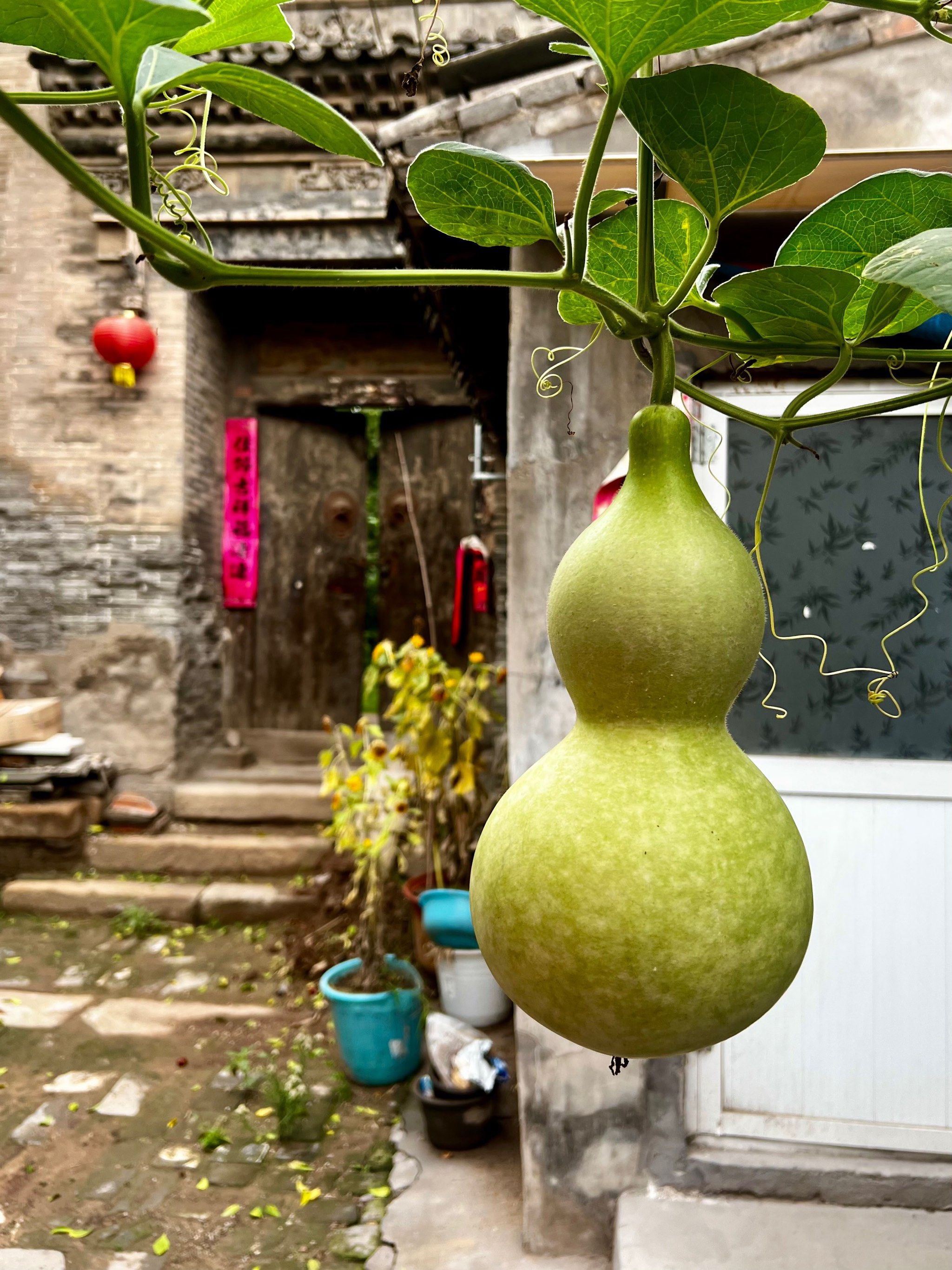 老屋前的葫芦藤,都是故事～##0元玩转这座城#夏日