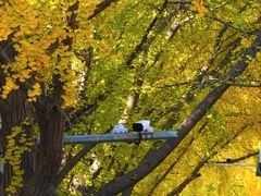 -三里屯东五街银杏大道