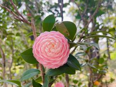 -中国科学院华南植物园