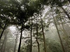 -缙云山景区