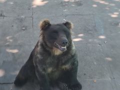 -西霞口神雕山野生动物世界