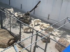 -大连森林动物园