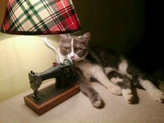 android_upload_pic-猫色咖啡·猫咖