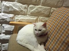 -猫咖时代(中山亭店)