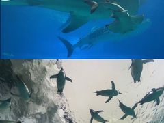 -珠海长隆海洋王国