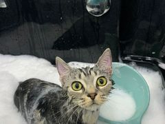 -佳雯宠物医院(金华南路分院)