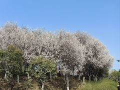 -西安青龙寺遗址景区