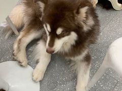-Let's go狗咖·猫咖·奶狗·桌游(春熙路IFS店)